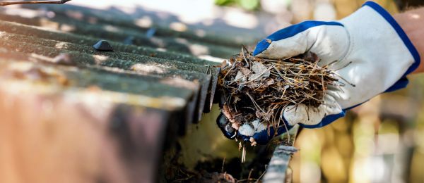 Pine Needle Gutter Cleaning in Virginia Beach